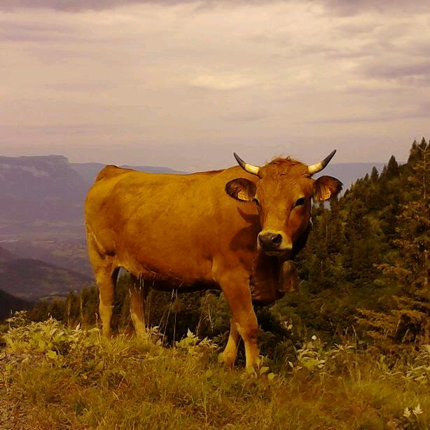 En Chartreuse: Vache tarine en Belledonne