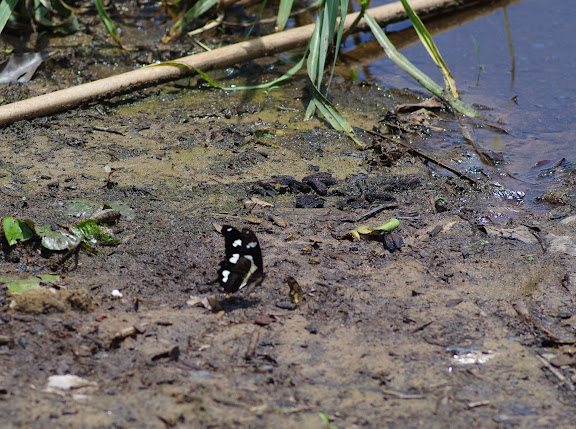Papilio hesperus hesperus WESTWOOD, 1843, mâle. Ebogo (Cameroun), 8 avril 2012. Photo : J.-M. Gayman