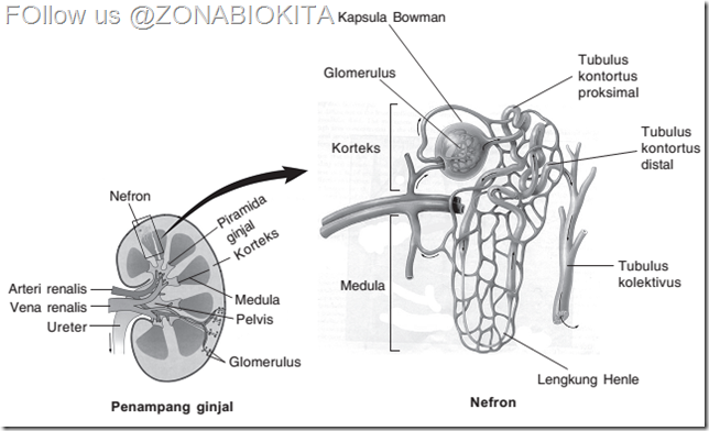 Organ Sistem Ekskresi pada Manusia Ginjal Zone Biologi Kita