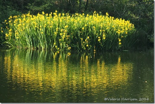 38-yellow-irises