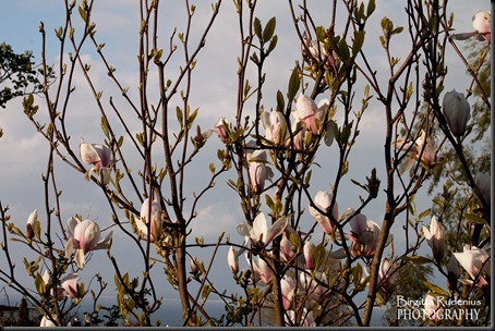 blom_20120511_magnolia