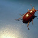 Stag beetle (female)