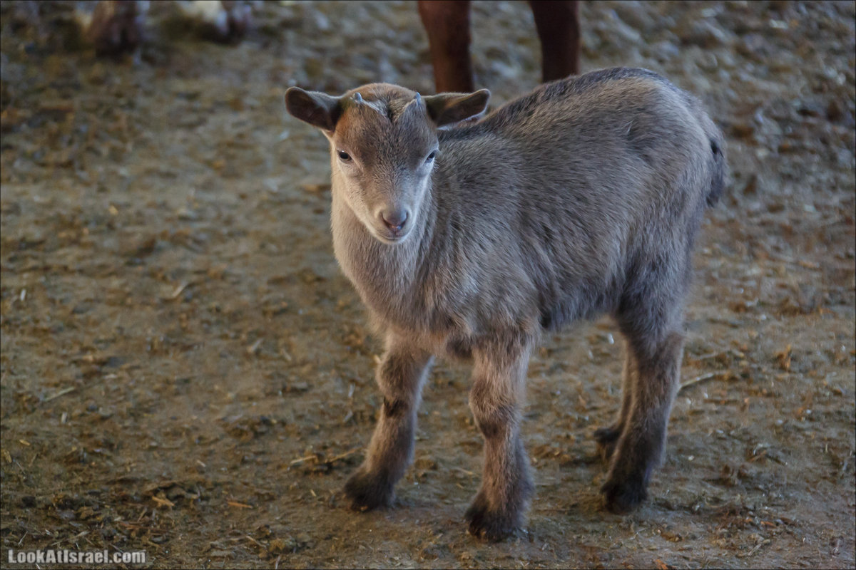 Менахемия - Козья Ферма Аз Из и медицинский музей Бейт ха-Рофе | Menahemia - As Is farm and medical museum | LookAtIsrael.com - Фото путешествия по Израилю | מנחמיה - חוות עז עיז ובית הרופא