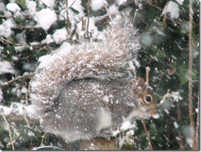 20130312 snow squirrel