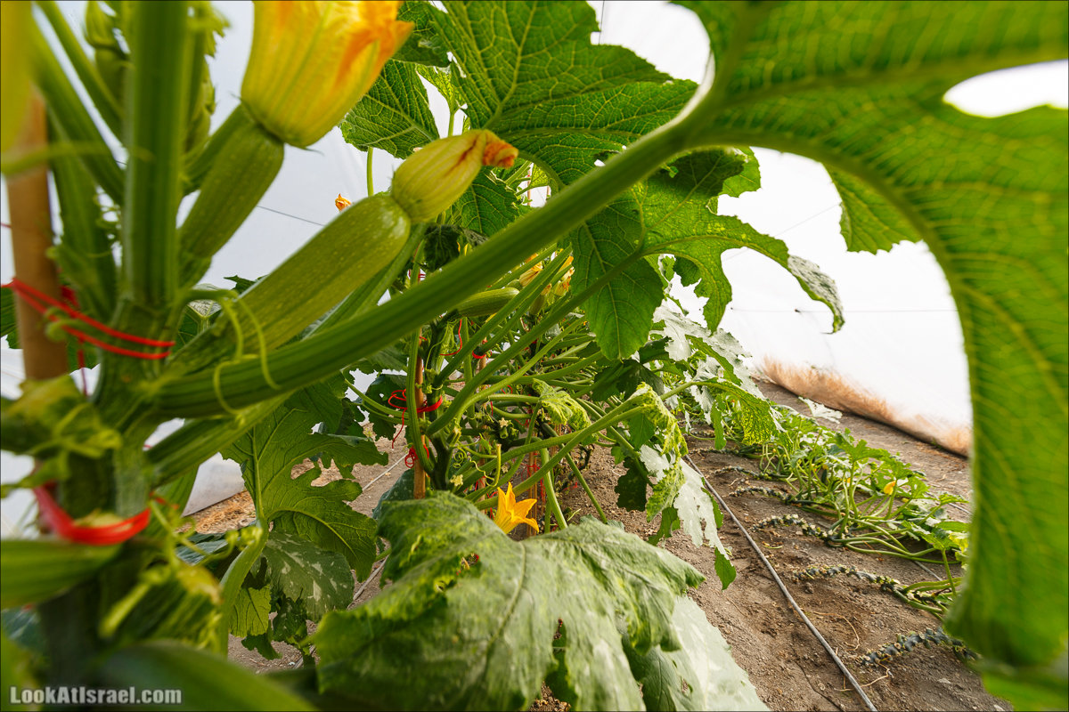 Сельскохозяйственная школа Хава бе-Эден | Hava be-Eden farm | LookAtIsrael.com - Фото путешествия по Израилю | חווה בעדן