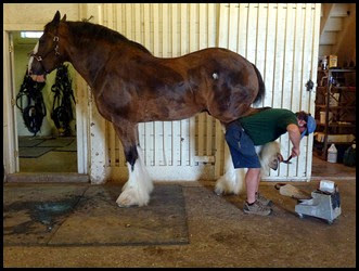13d - The Big Barn - reshoeing a Clydesdale