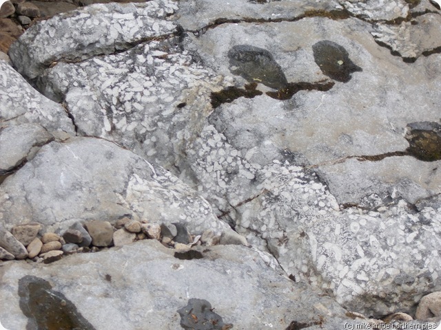 frosterley marble in the beck bottom harehope