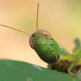 Look Beautiful by Isnaini Ma'ruf - Animals Insects & Spiders