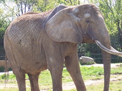 2008.04.26-051 éléphant