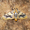 Crambidae Moth