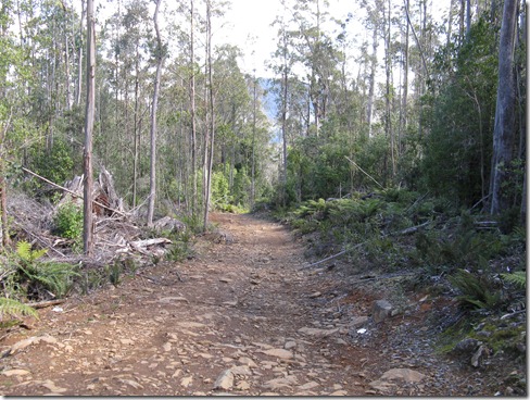 View downhill of the steep Jeffreys Track