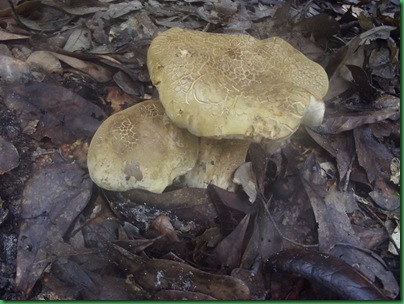 Mushrooms 004