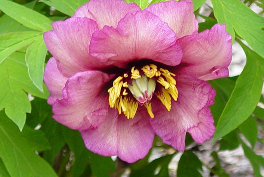 [paeonia-73%255B3%255D.jpg]