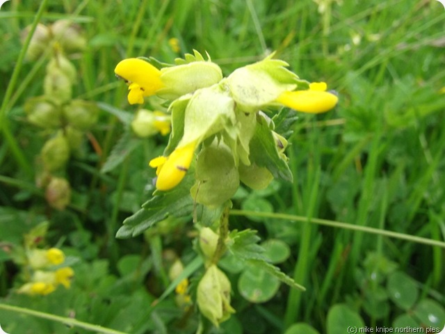 yellow rattle