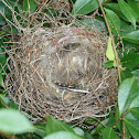 Cape Bulbul's nest