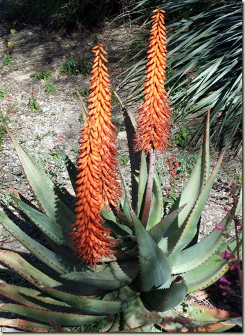 Cape Aloe 3-3-2012 10-30-01 AM 2422x3320