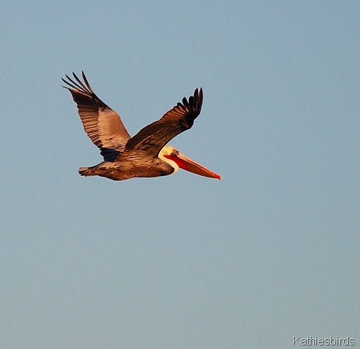 2. brown pelican-kab