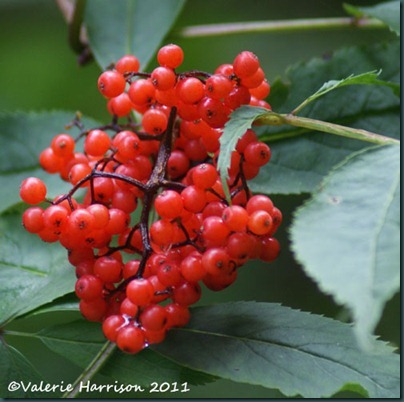 11-Red-Elderberry-Sambucus-racemosa
