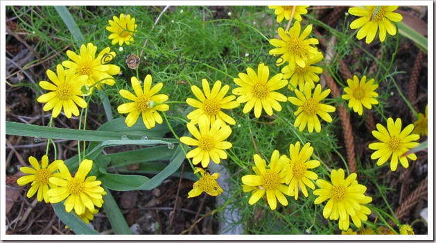 04-10-dahlburg-daisies