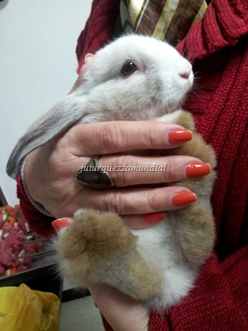 [Coelho%2520de%2520Bernardo%2520%2528Zi%2529%255B8%255D.jpg]