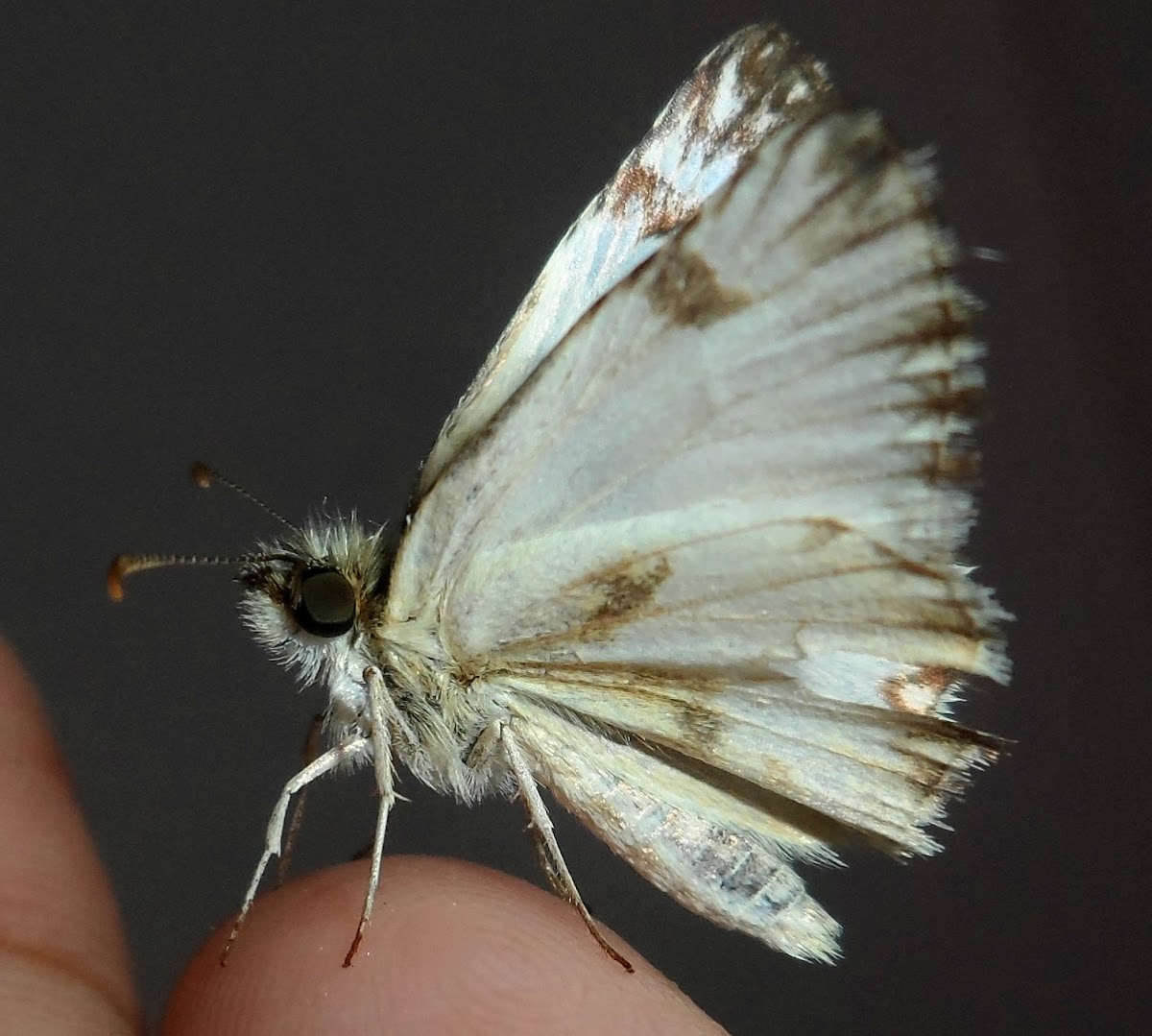 Stained White-Skipper
