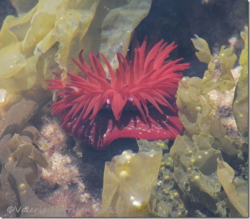 7-beadlet-anemone