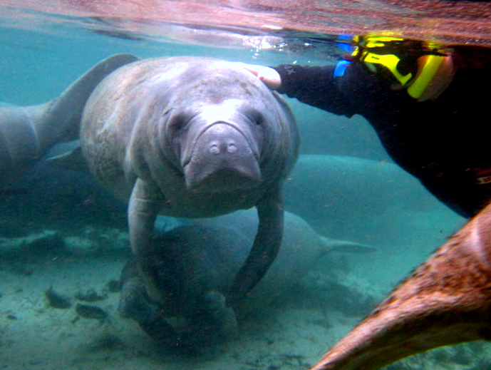 [River%2520Ventures%2520Manatee%2520Tours%2520Photo%2520Gallery%255B2%255D.png]