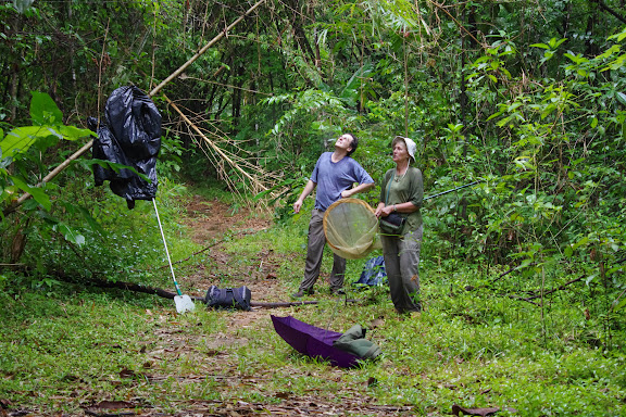 Après la pluie. Pointe Maripa (Riv. Comté), 9 novembre 2012. Photo : J.-M. Gayman