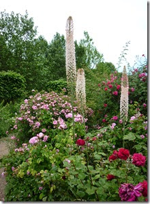 2 hyde park rose garden 1