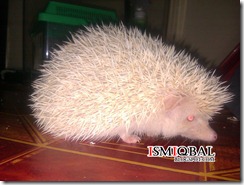 hedgehog, pet