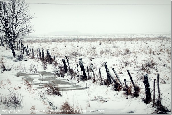 pola w zimowej szacie (2)