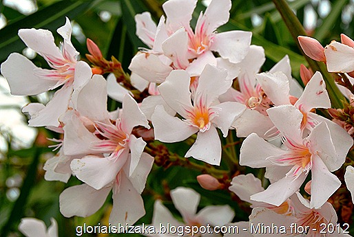 Glória Ishizaka - minhas flores - 2012 - 10