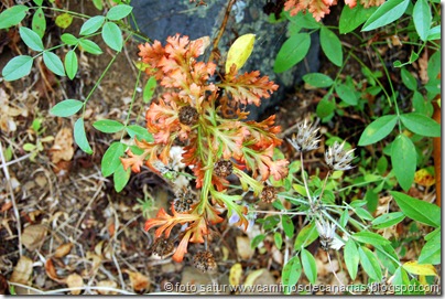 028 Sabinosa-Malpaso-Sabinosa(Patagallo) 028 Sabinosa-Malpaso-Sabinosa(Patagallo)