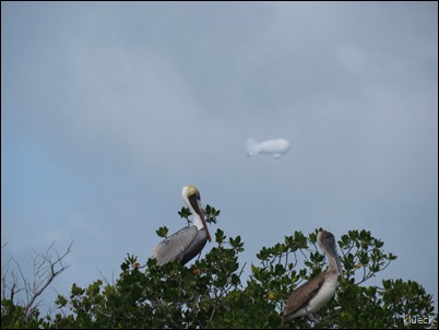 pelican roost with blimp