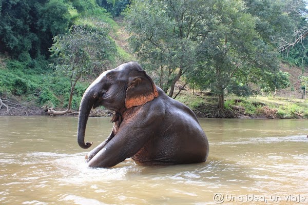 elefantes-negocio-tailandia-montar-unaideaunviaje.com-1.jpg