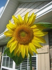 sunflowers_thumb1