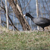 Coot ( or Mudhen)