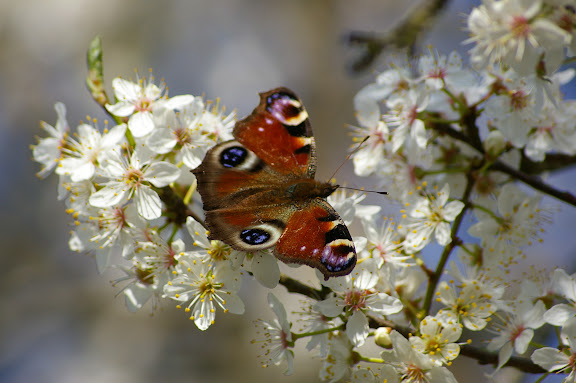 Inachis io L., 1758. Hautes-Lisières (28), 23 mars 2011. Photo : J.-M. Gayman