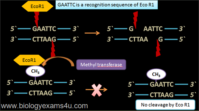Methyl transferase in rDNA technology