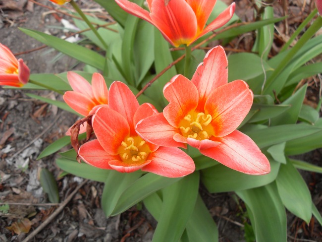 Tulipaner lige uden for skolen - april 2013