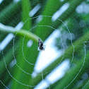Orb weaver Spider