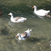 Variedad de aves acuáticas en el río Segura de Murcia