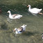 Variedad de aves acuáticas en el río Segura de Murcia