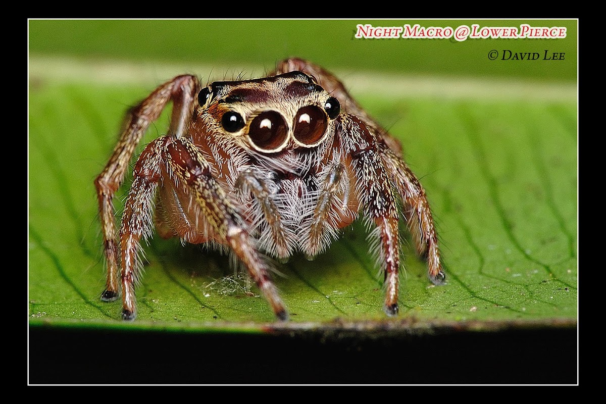Salticidae Jumping Spider