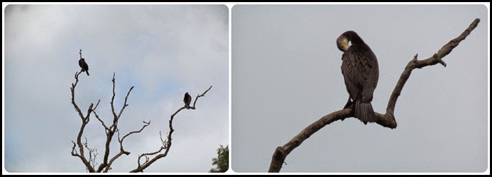 5 Cormorants