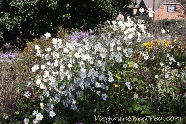 [Anemones%255B3%255D.jpg]