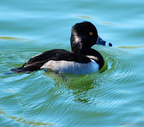 4. ring-necked duck-kab