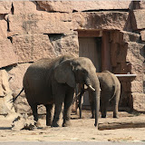 Elephanten