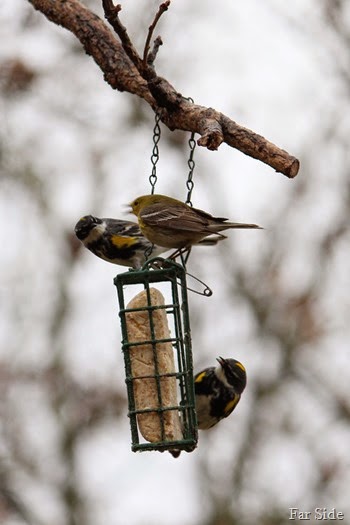 Goldfinch and Warblers