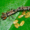 Shield Bugs mating